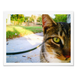 Foto: Un-Named Tabby Cat "Lolo" Foto Afdruk