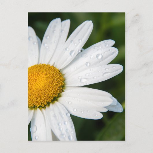 foto, une margueritte, font vert briefkaart (Voorkant)