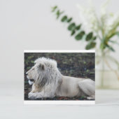 Foto van African White Lion Briefkaart (Staand voorkant)