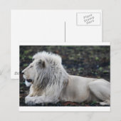 Foto van African White Lion Briefkaart (Voorkant / Achterkant)