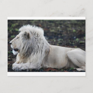 Foto van African White Lion Briefkaart