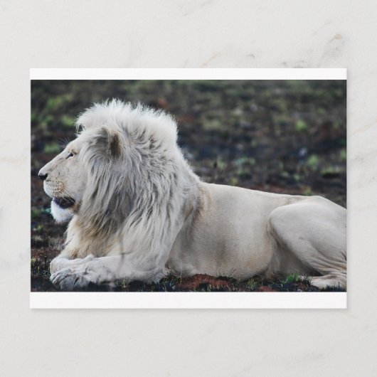 Foto van African White Lion Briefkaart (Voorkant)