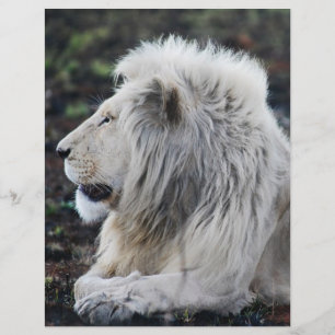 Foto van African White Lion Flyer