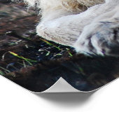 Foto van African White Lion Poster (Hoek)