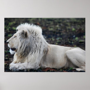 Foto van African White Lion Poster