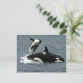 Foto van Alaska Killer Whale Briefkaart (Staand voorkant)