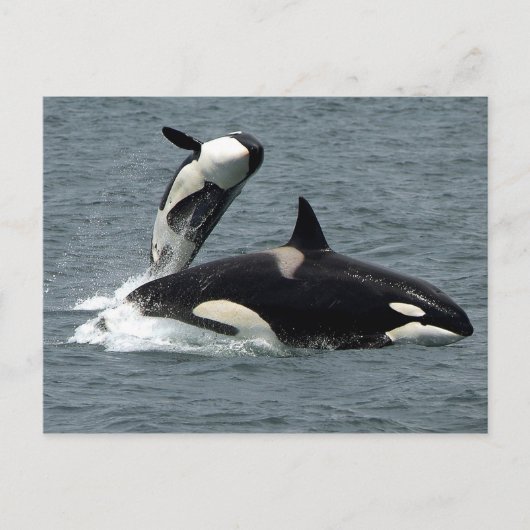 Foto van Alaska Killer Whale Briefkaart (Voorkant)