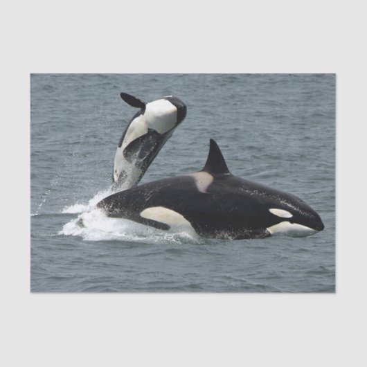 Foto van Alaska Killer Whales Tissuepapier (Voorkant)