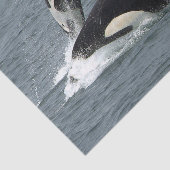 Foto van Alaska Killer Whales Tissuepapier (Detail)