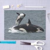 Foto van Alaska Killer Whales Tissuepapier (Craft)