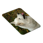 Foto van Alaskan Malamute Dog Magneet (Rechterzijde)