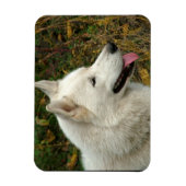 Foto van Alaskan Malamute Dog Magneet (Verticaal)
