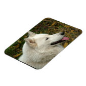 Foto van Alaskan Malamute Dog Magneet (Linkerzijde)