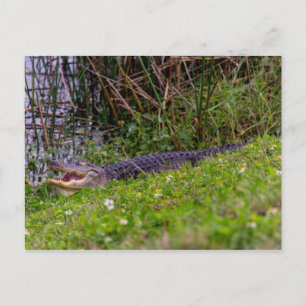 Foto van Alligator Florida Wetlands Briefkaart