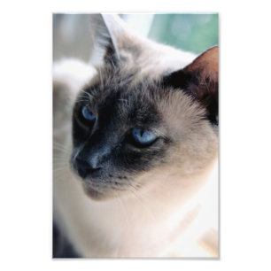 Foto van Aloof Siamese Cat Print Foto Afdruk