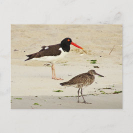 Foto van American Oystercatchers Briefkaart