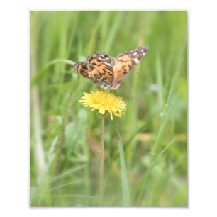 Foto van American Painted Lady Butterfly Afdruk
