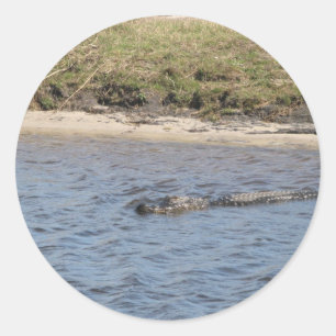 Foto van Amerikaanse alligator die in rivier zwemt Ronde Sticker