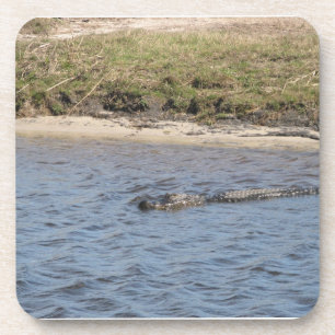 Foto van Amerikaanse alligator in het wild zwemmen Onderzetter
