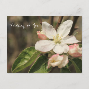 Foto van Apple Blossoms in Sun: "Thinking of You" Briefkaart