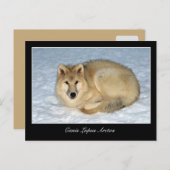 Foto van Arctic Wolf (Polar Wolf, White Wolf) Briefkaart (Voorkant / Achterkant)