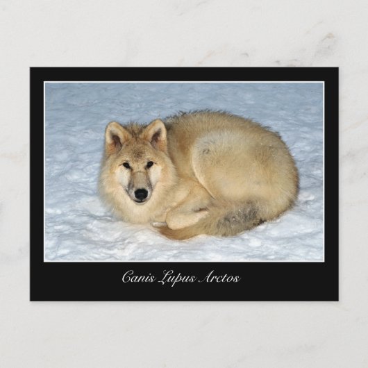 Foto van Arctic Wolf (Polar Wolf, White Wolf) Briefkaart (Voorkant)