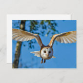 Foto van Barn Owl Flight Briefkaart (Voorkant / Achterkant)