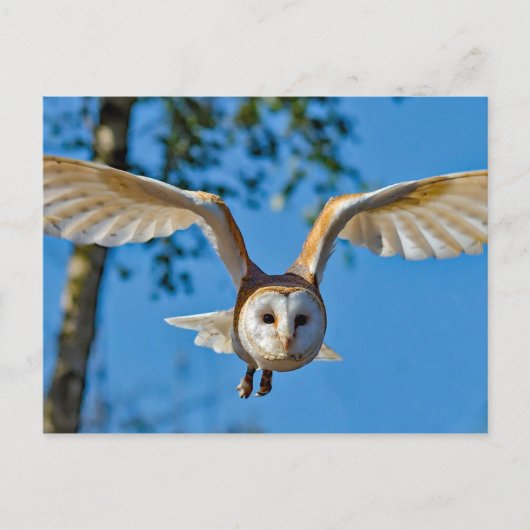 Foto van Barn Owl Flight Briefkaart (Voorkant)