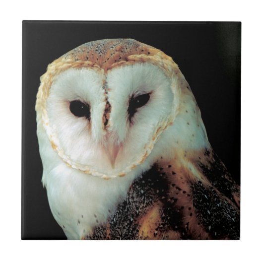 Foto van Barn Owl Tegeltje (Voorkant)