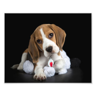Foto van Beagle Puppy Afdruk