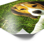 Foto van Beagle Puppy Afdruk (Hoek)