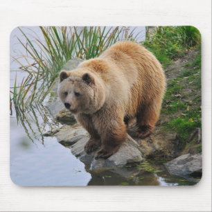 Foto van Beer Wildlife Animal Grizzly Muismat