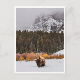 Foto van bizons in Yellowstone National Park in de Briefkaart