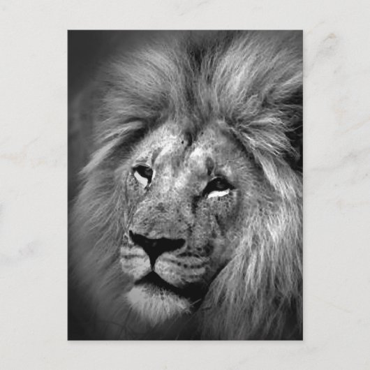 Foto van Black & White Lion Briefkaart (Voorkant)