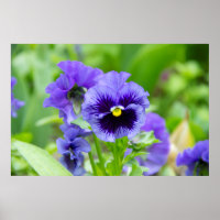 Foto van blauwe en lichtblauwe viooltjes