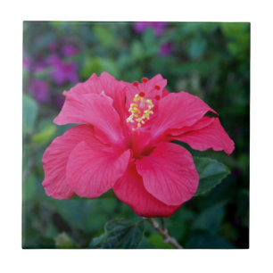 Foto van Bright Pink Hibiscus Tegeltje