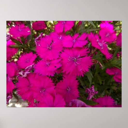 Foto van Bright roze bloemen Poster (Voorkant)