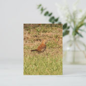 Foto van Brown Thrasher Bird Briefkaart (Staand voorkant)