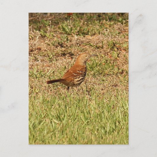 Foto van Brown Thrasher Bird Briefkaart (Voorkant)