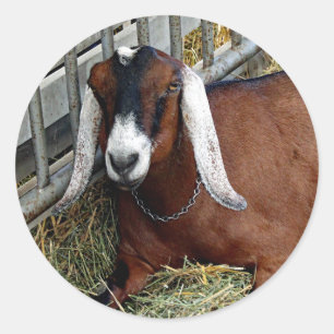 foto van bruin nubian Goat Ronde Sticker