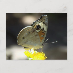 Foto van Buckeye Butterfly op Yellow a Flower Briefkaart