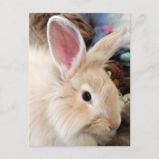 Foto van Bunny Love French Angora Rabbit Briefkaart