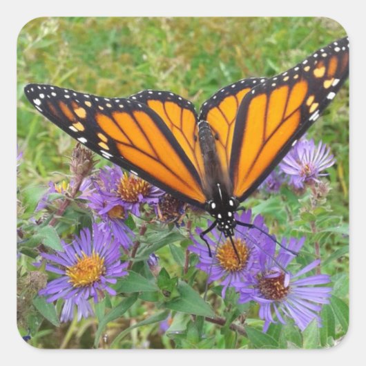 Foto van Butterfly op Cornflower Vierkante Sticker (Voorkant)