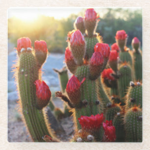 Foto van Cactus Blooms Red Sunset Desert Flowers Glazen Onderzetter
