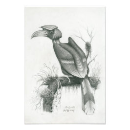 Foto van Cambodjaanse Hornbill Bird door Vannak Pr Foto Afdruk