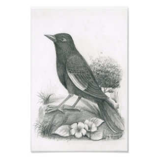 Foto van Cambodjaanse vogel 2 van Vannak Anan Prum Afdruk