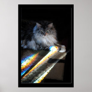 Foto van Cat Rainbow Bridge Poster