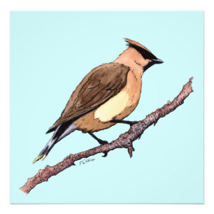 foto van cedar-wasvogel afdruk