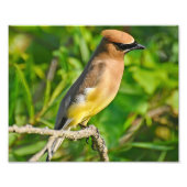 Foto van Cedar Waxing Foto Afdruk (Voorkant)