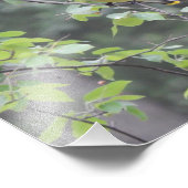 Foto van Cedar Waxwing Bird Foto Afdruk (Hoek)